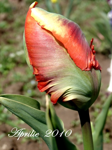 DSC00017 - Aprilie 2010 in gradina