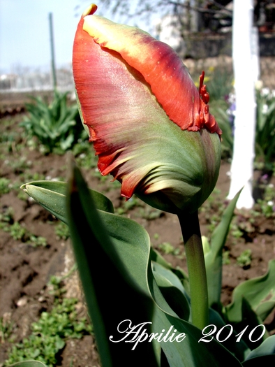 DSC00018 - Aprilie 2010 in gradina