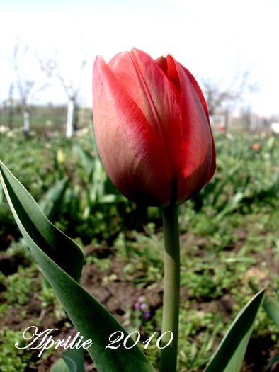 DSC00019 - Aprilie 2010 in gradina