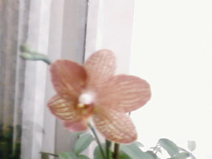 SP_A0171 - phalaenopsis