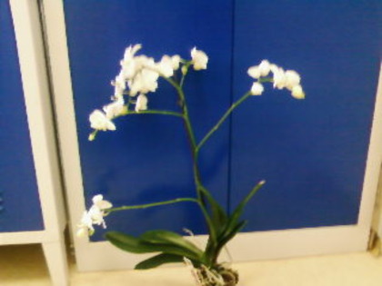 SP_A0164 - phalaenopsis