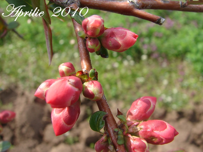 DSC00109 - Aprilie 2010 in gradina