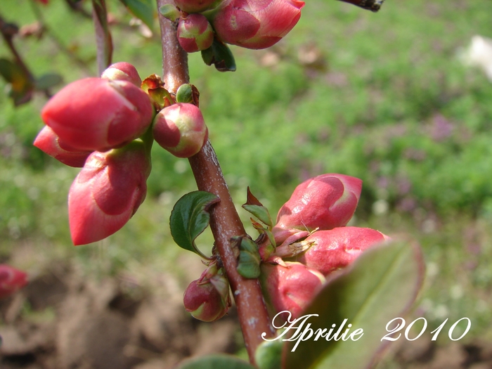 DSC00110 - Aprilie 2010 in gradina