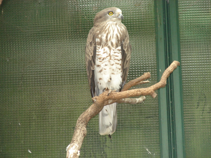 Harrier Eagle (2009, June 27) - Schonbrunn Zoo Viena