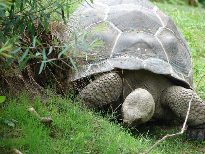 Giant Turtle (2009, June 27) - Schonbrunn Zoo Viena