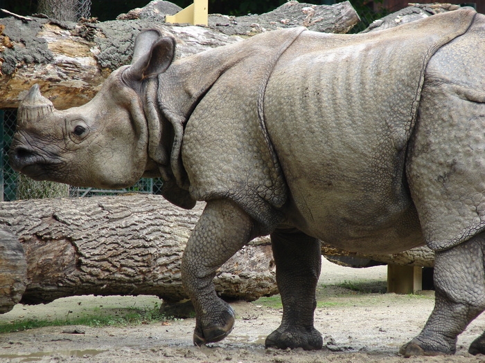 Rhino (2009, June 27) - Schonbrunn Zoo Viena