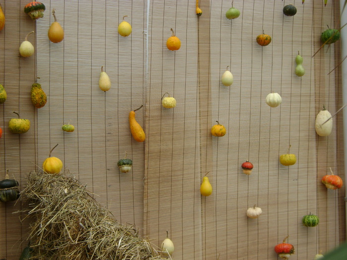 DSC06183 - Gradina Botanica 2009