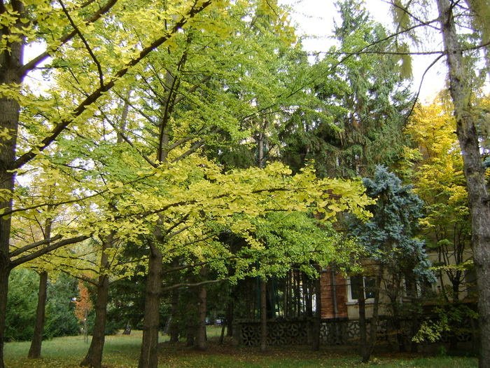 DSC06293 - Gradina Botanica 2009