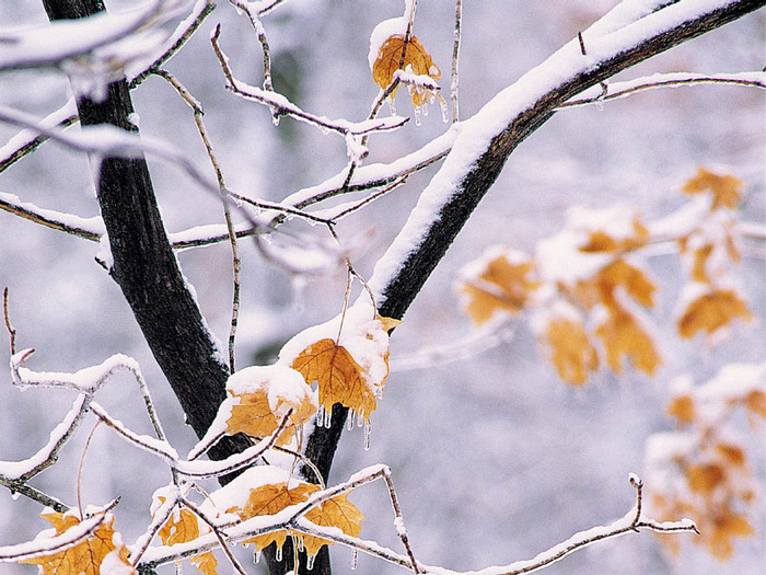 Snow (93) - Snow Wallpapers