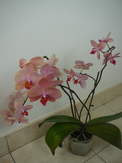P1000975 - orhidee