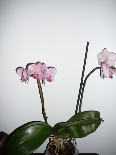 P1040458 - orhidee