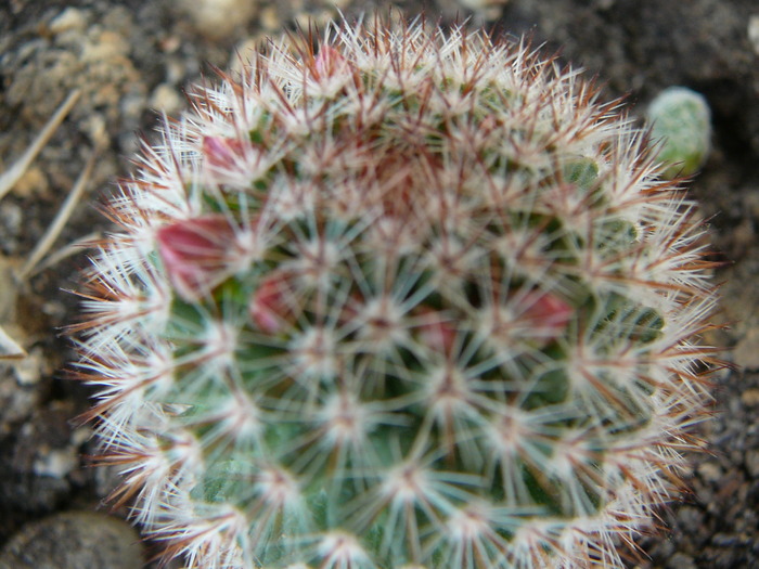 mamillaria - cactusi si suculente