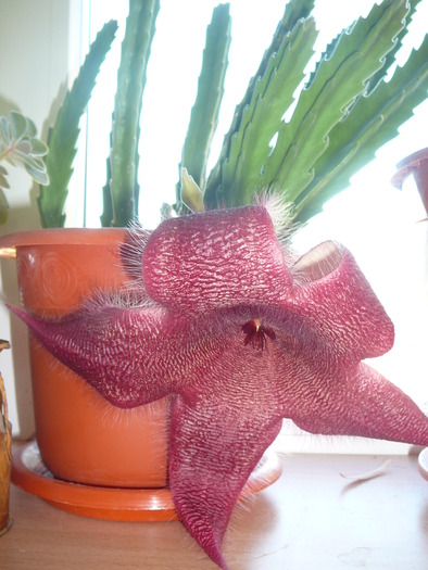 stapelia grandiflora - cactusi si suculente