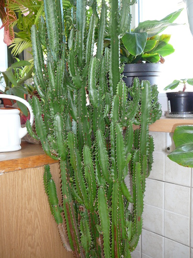 euphorbia trigona -nu o mai am