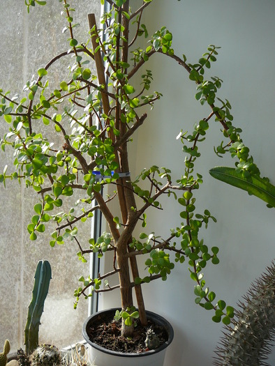 portulacaria afra