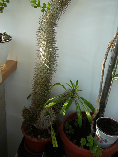 pachypodium - cactusi si suculente