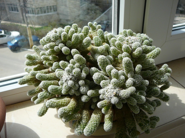 mamillaria gracilis - cactusi si suculente
