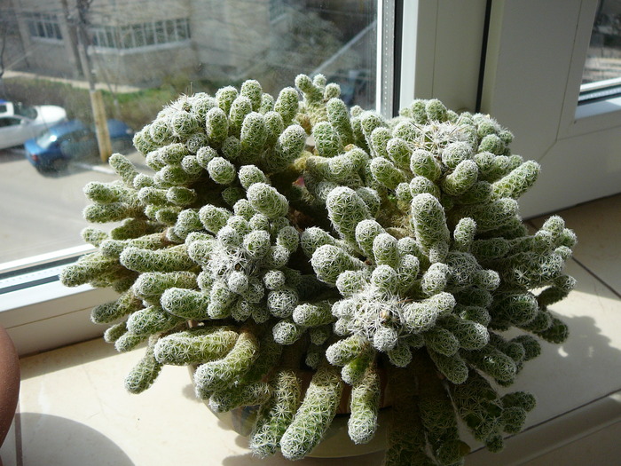 mamillaria gracilis