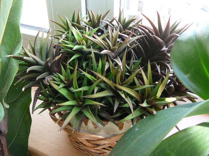 hawortia glabrata