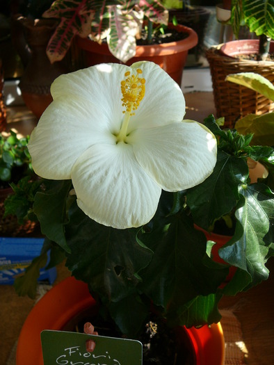 hibiscus - Florile mele