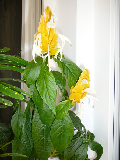 pachystachys lutea - Florile mele