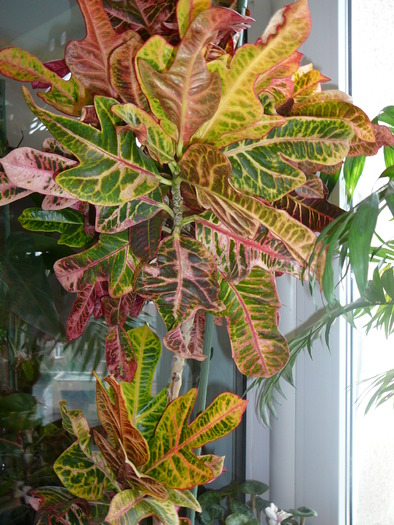 croton