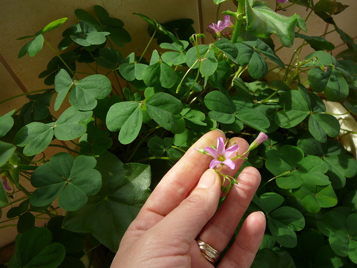 oxalis - Florile mele