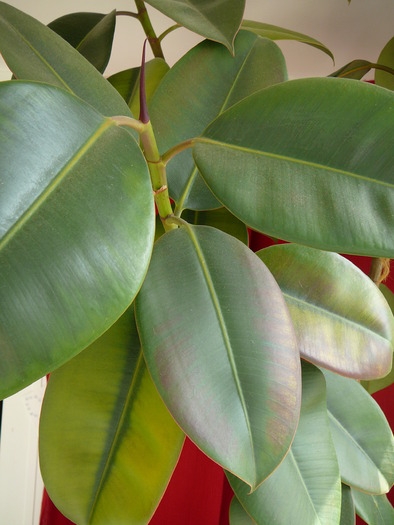 Ficus elastica - Florile mele