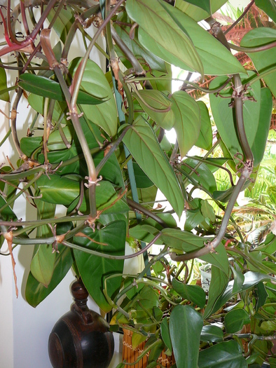 philodendron - Florile mele