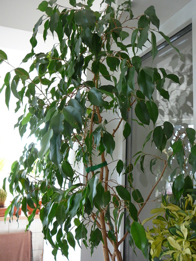 ficus benjamin