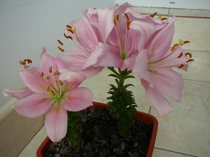 Lilium - Florile mele