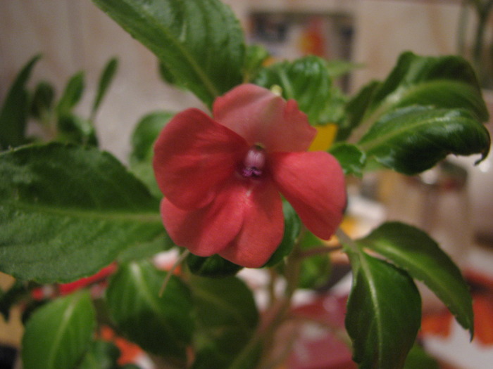 impatiens(nu mai am)