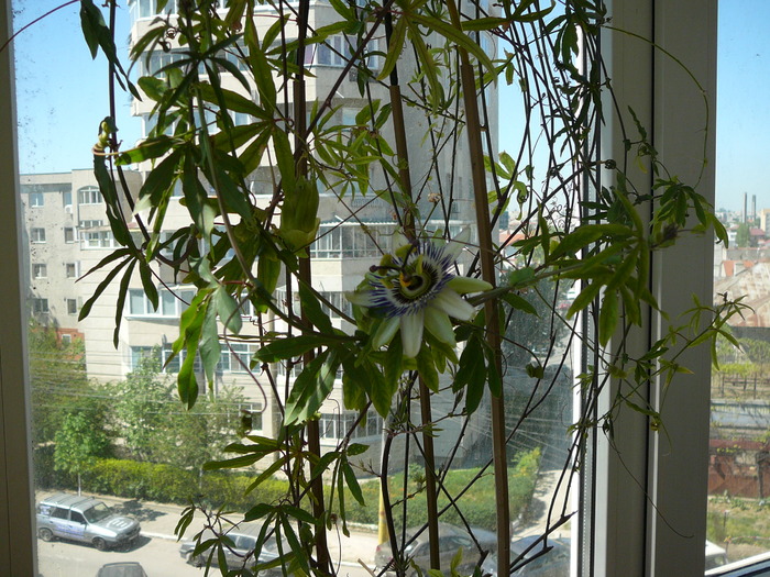 passiflora caerulea(s-a dus si ea)