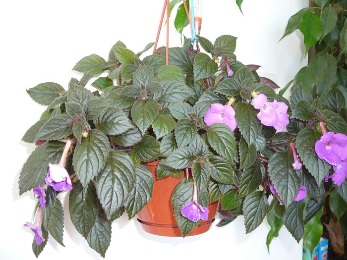 achimenes