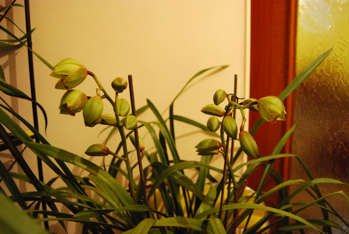 DSC_0004 - Cymbidium 2010