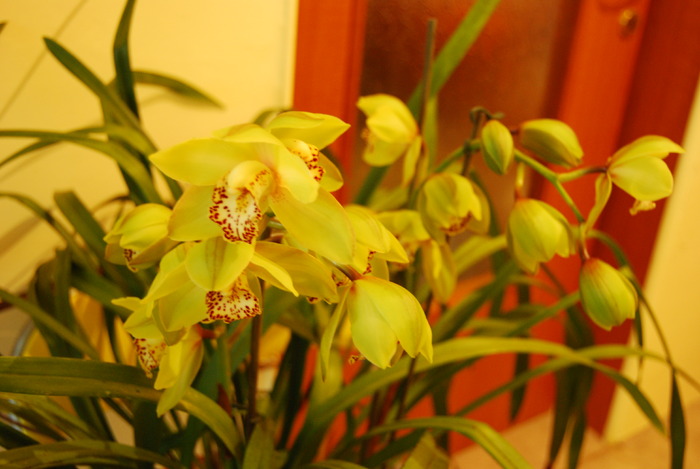 DSC_0017 - Cymbidium 2010