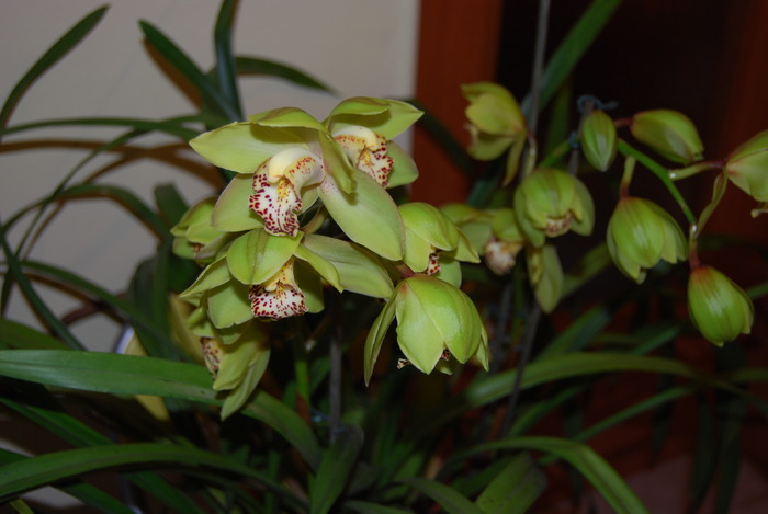 DSC_0018 - Cymbidium 2010