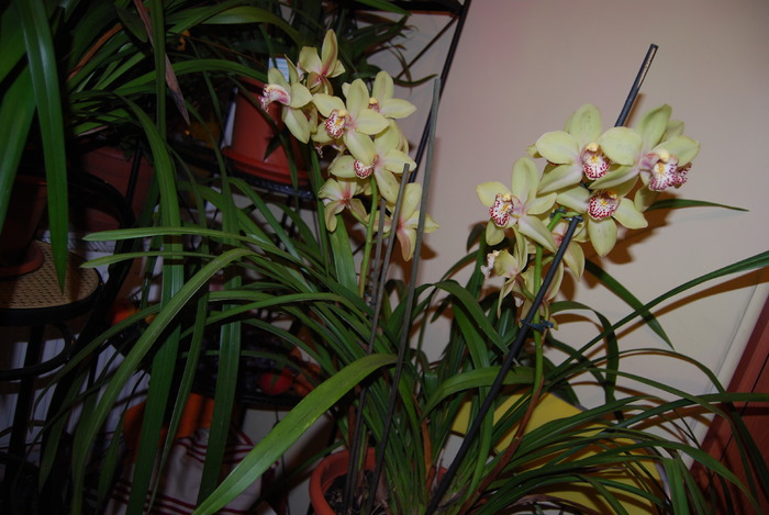 Cymbi vechi - Cymbidium 2010