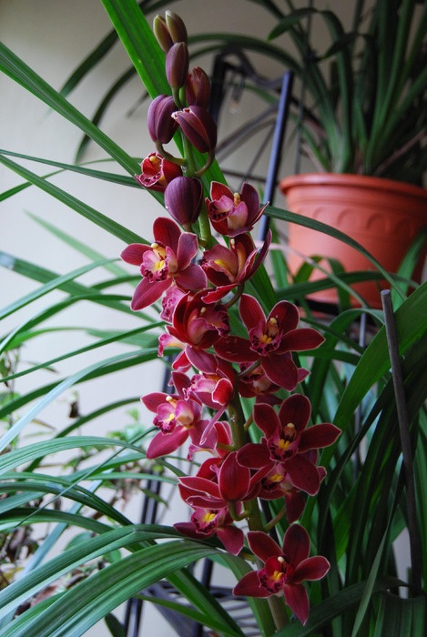 DSC_0286 - Cymbidium 2010