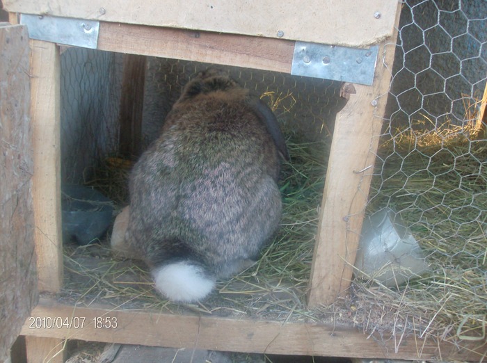 HPIM3065 - iepuri adulti aprilie
