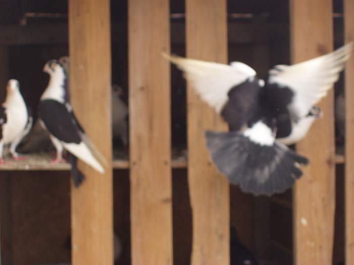 Picture 950 - grup si perechi