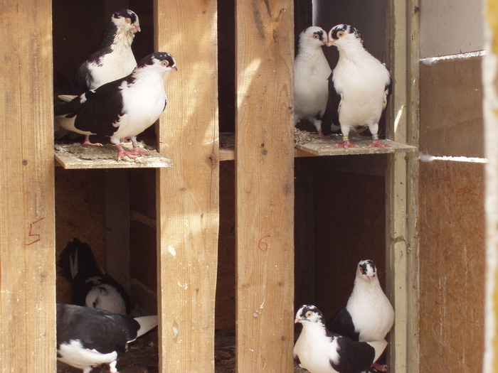 Picture 990 - grup si perechi