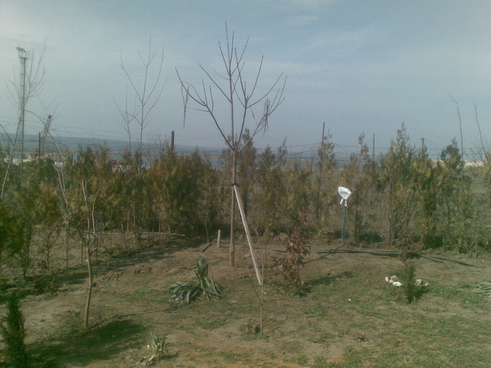 21032010(006); zona sud-ast a parcului cu catalpa in prim-plan
