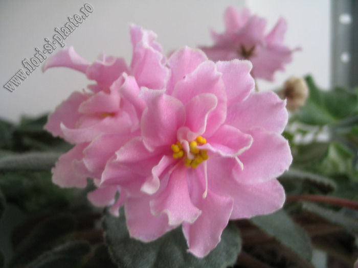 Saintpaulia  Rose Marie 6 - VIOLETE AFRICANE  - Saintpaulia