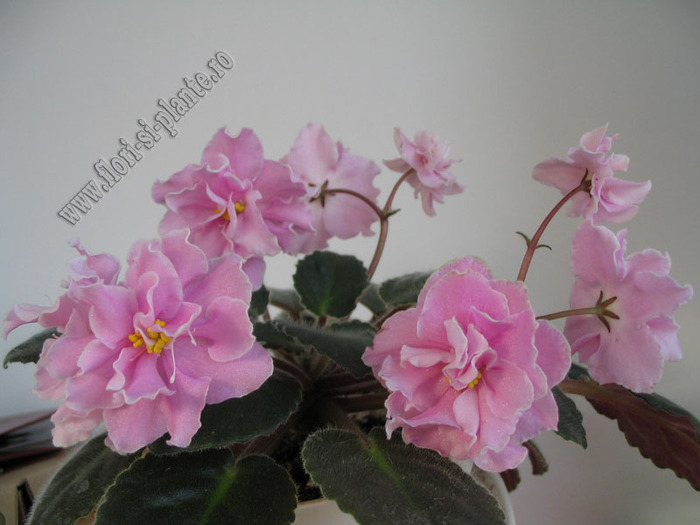 Saintpaulia  Rose Marie 7 - VIOLETE AFRICANE  - Saintpaulia