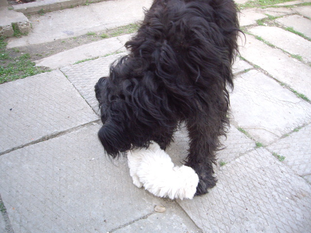 Briard si Bichon Maltese; Gheea si pui Kiva 7 sapt
