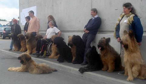 Briard Ciobanesc de Brie; Berger de Brie
