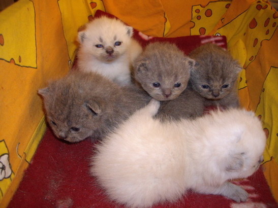 British Shorthair; Lulu pui
