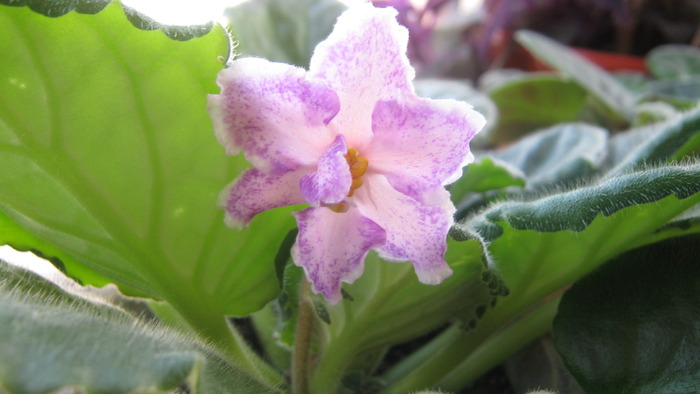 violeta; violeta parma de la Getama, in sfarsit a inflorit
