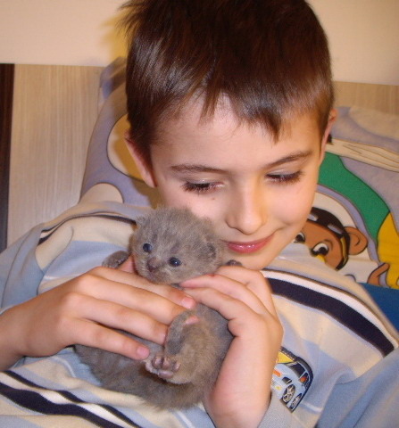 British Shorthair; 2 sapt lulu pui
